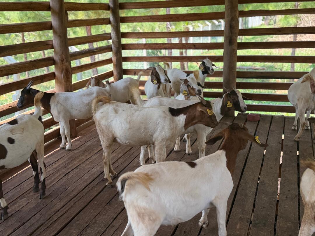 Jerusalem goats using the existing goat house