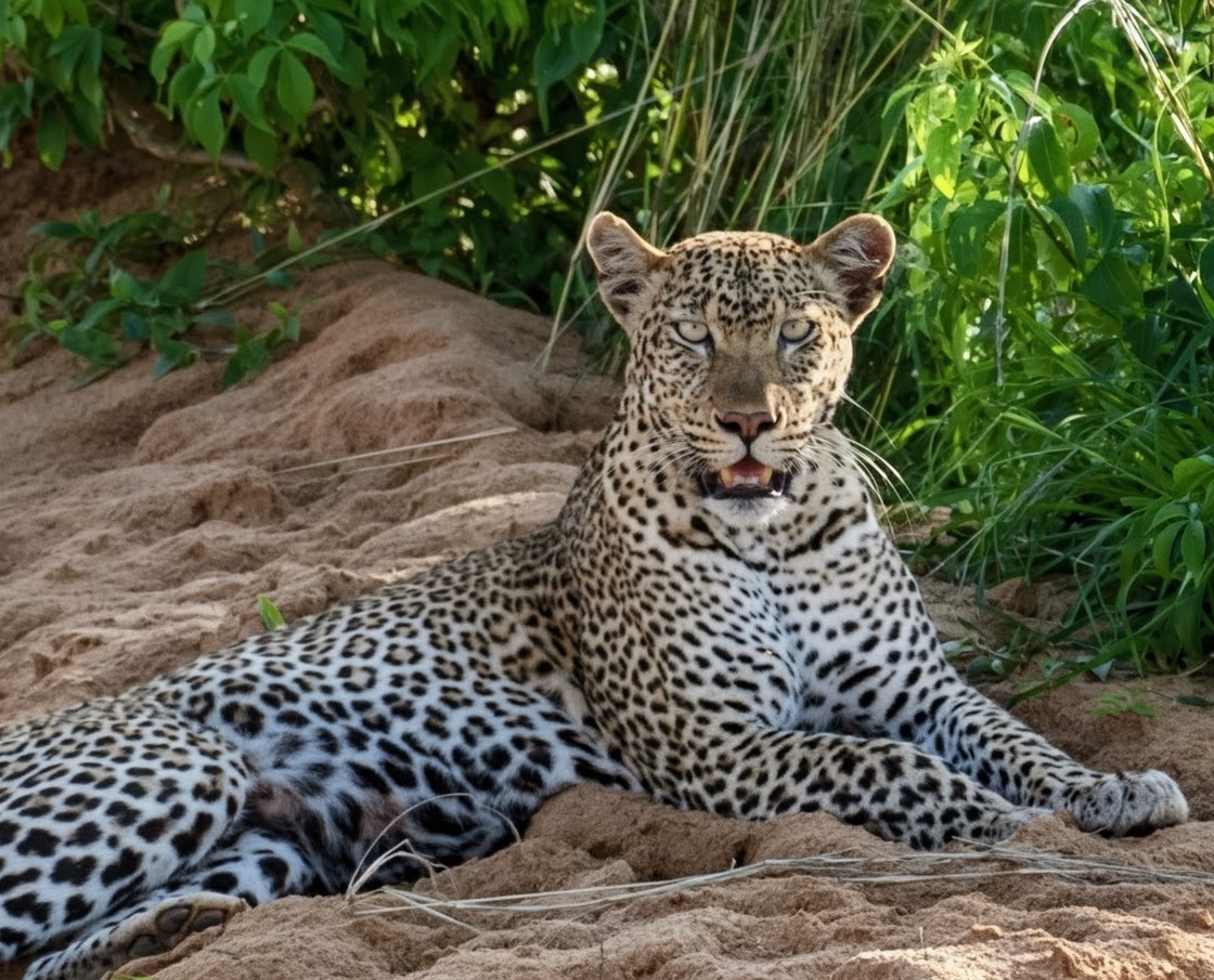 Viral Leopard in Uganda