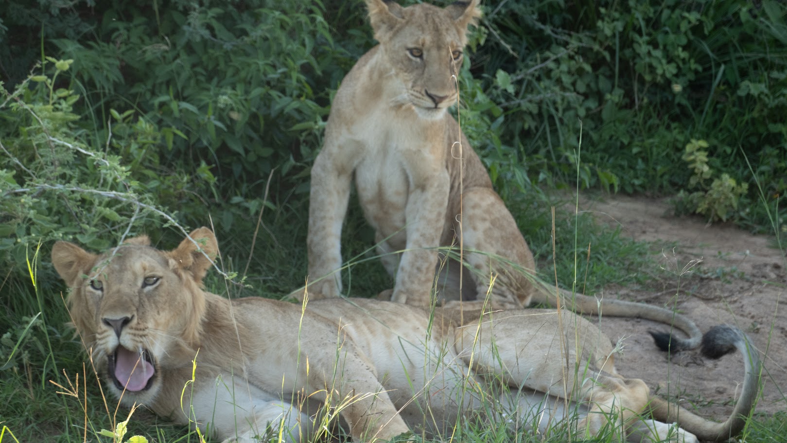Lion Sighting Uganda Safari