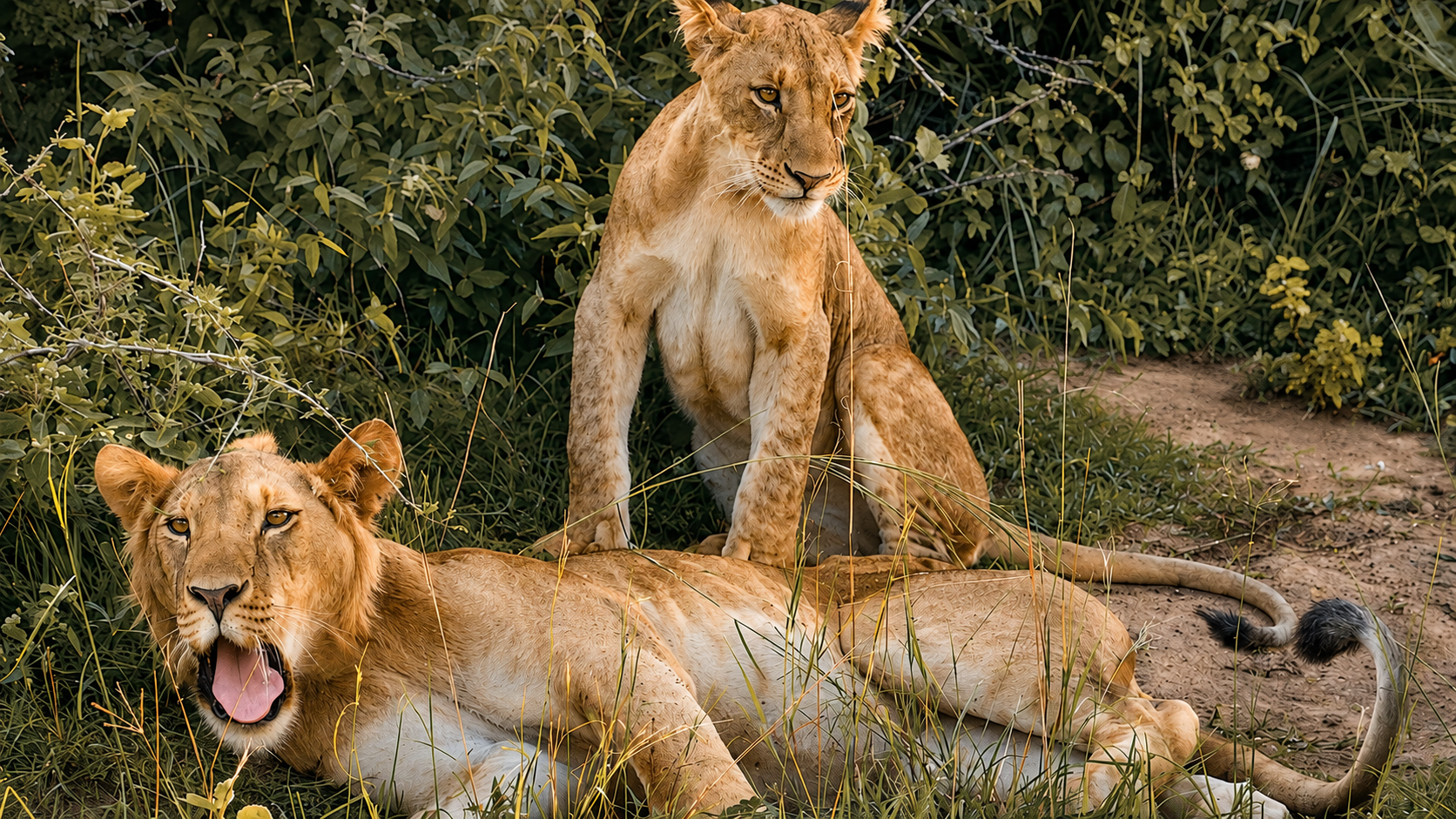 Lion Sighting Uganda Safari